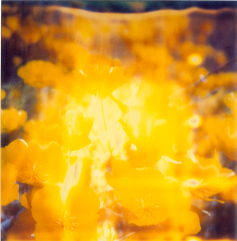 25_yellow_flower.jpg